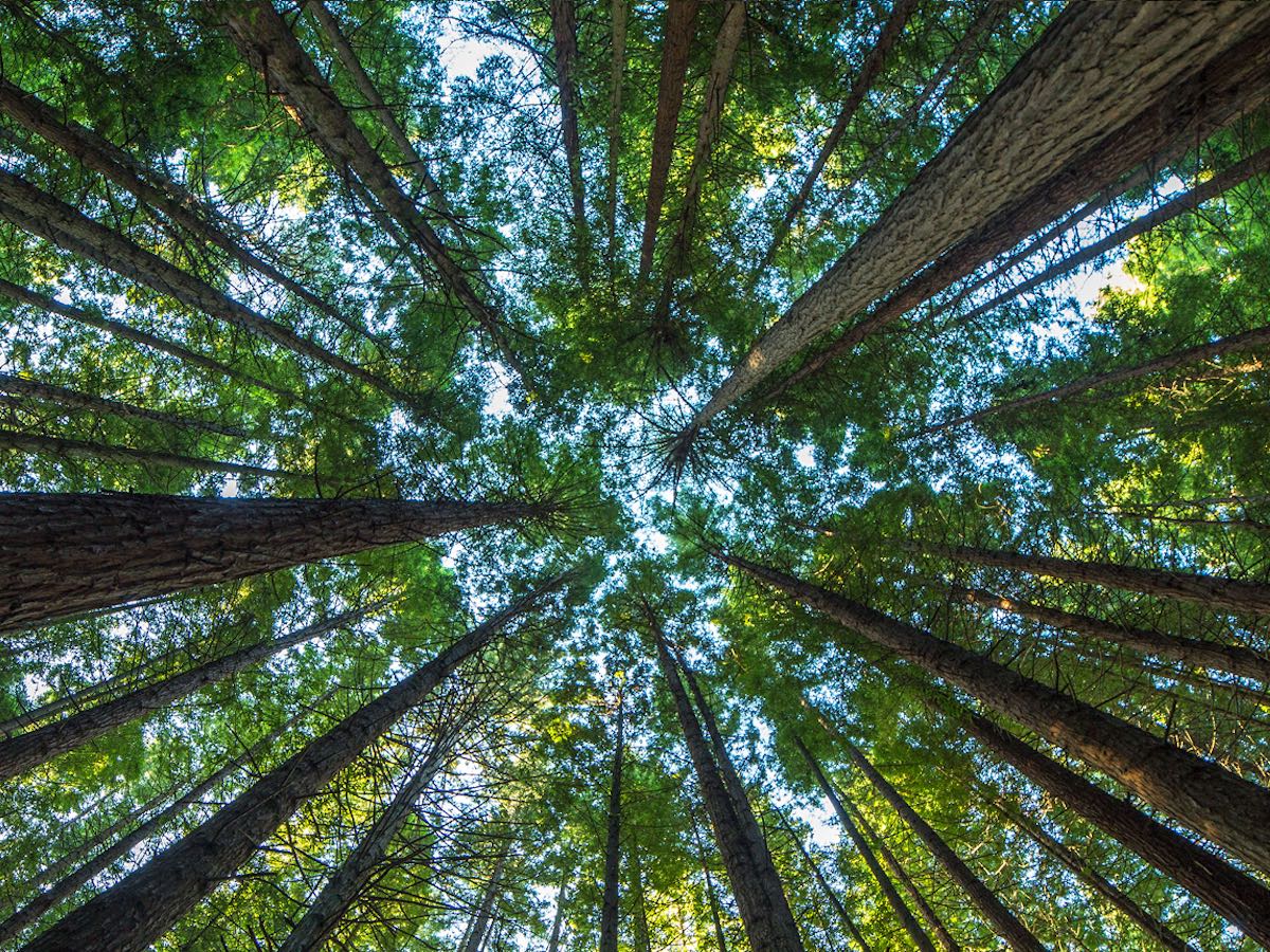 Giorgetti Group: parola d’ordine #ReForest