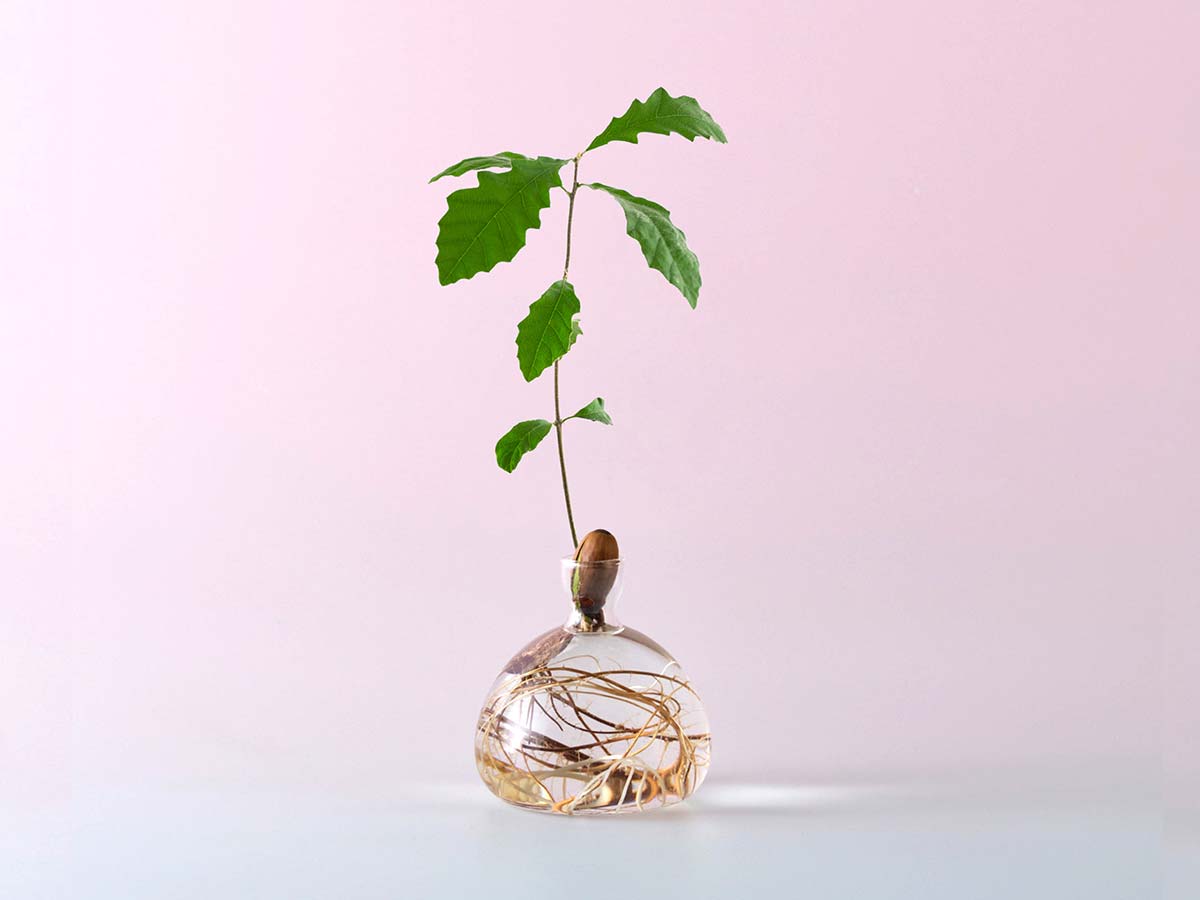 Acorn Vase by Ilex Studio